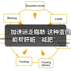 加速运走脂肪 这种蛋白能帮肝脏“减肥”（图2）
