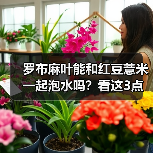 罗布麻叶能和红豆薏米一起泡水吗？看这3点就清楚