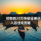 植物园20万株郁金香进入最佳观赏期