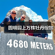 圆明园上万株牡丹绽放