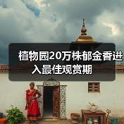 植物园20万株郁金香进入最佳观赏期（图4）