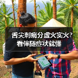 舌尖刺痛分虚火实火?看伴随症状就懂(图3) 舌尖刺痛分虚火实火?看伴随症状就懂(图3)