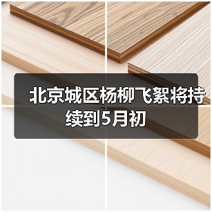 北京城区杨柳飞絮将持续到5月初(图1) 北京城区杨柳飞絮将持续到5月初(图1)