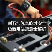 刺五加怎么吃才安全？功效用法禁忌全解析（图4）