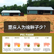 重庆人为啥胖子少？（图4）