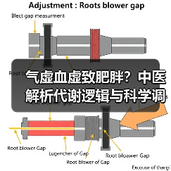 气虚血虚致肥胖？中医解析代谢逻辑与科学调理建议（图4）
