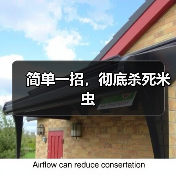 简单一招，彻底杀死米虫（图1）