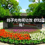 鸽子肉有何功效 你知道吗？（图2）