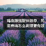 鸡血藤搭配伸筋草，风湿痹痛怎么调理更有效？（图3）