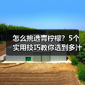 怎么挑选青柠檬？5个实用技巧教你选到多汁好果（图4）