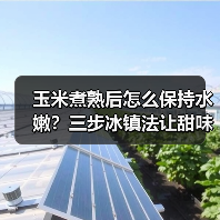 玉米煮熟后怎么保持水嫩？三步冰镇法让甜味不流失（图1）