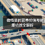 橄榄菜的营养价值与健康功效全解析（图2）