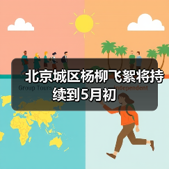 北京城区杨柳飞絮将持续到5月初