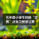 五年级小学生颈椎“变直”这些习惯要注意(图2) 五年级小学生颈椎“变直”这些习惯要注意(图2)