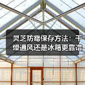 灵芝防霉保存方法:干燥通风还是冰箱更靠谱?(图4) 灵芝防霉保存方法:干燥通风还是冰箱更靠谱?(图4)