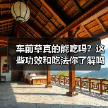 车前草真的能吃吗?这些功效和吃法你了解吗?(图2) 车前草真的能吃吗?这些功效和吃法你了解吗?(图2)