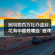 圆明园百万牡丹盛放,花海中藏着哪些 圆明园百万牡丹盛放,花海中藏着哪些