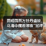 圆明园百万牡丹盛放,花海中藏着哪些 圆明园百万牡丹盛放,花海中藏着哪些