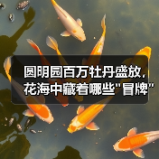 圆明园百万牡丹盛放，花海中藏着哪些
