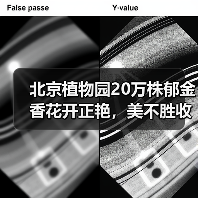 北京植物园20万株郁金香花开正艳，美不胜收？