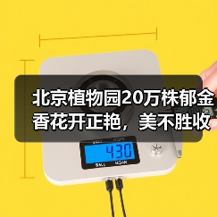 北京植物园20万株郁金香花开正艳,美不胜收?(图2) 北京植物园20万株郁金香花开正艳,美不胜收?(图2)
