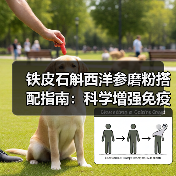 铁皮石斛西洋参磨粉搭配指南:科学增强免疫力降火解乏的正确方式(图3) 铁皮石斛西洋参磨粉搭配指南:科学增强免疫力降火解乏的正确方式(图3)