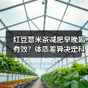 红豆薏米茶减肥早晚喝有效？体质差异决定科学饮用时间