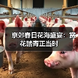 京郊春日花海盛宴：赏花踏青正当时（图3）