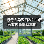 肾亏会导致白发?中西医双视角拆解真相(图3) 肾亏会导致白发?中西医双视角拆解真相(图3)