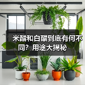 米醋和白醋到底有何不同？用途大揭秘（图2）