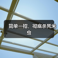 简单一招,彻底杀死米虫(图3) 简单一招,彻底杀死米虫(图3)