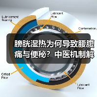 膀胱湿热为何导致腰腹痛与便秘？中医机制解析与调理建议