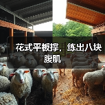 花式平板撑，练出八块腹肌（图2）