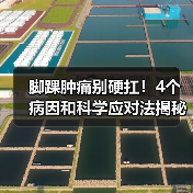 脚踝肿痛别硬扛!4个病因和科学应对法揭秘(图4) 脚踝肿痛别硬扛!4个病因和科学应对法揭秘(图4)