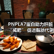 PNPLA7蛋白助力肝脏“减肥” 促进脂肪代谢减少脂肪肝(图2) PNPLA7蛋白助力肝脏“减肥” 促进脂肪代谢减少脂肪肝(图2)