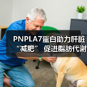 PNPLA7蛋白助力肝脏“减肥” 促进脂肪代谢减少脂肪肝(图3) PNPLA7蛋白助力肝脏“减肥” 促进脂肪代谢减少脂肪肝(图3)