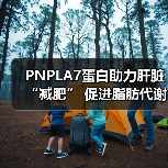 PNPLA7蛋白助力肝脏“减肥” 促进脂肪代谢减少脂肪肝(图4) PNPLA7蛋白助力肝脏“减肥” 促进脂肪代谢减少脂肪肝(图4)
