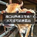 胸口闷热舌尖生疮？心火亢盛可能是真凶