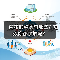 菊花的种类有哪些？功效你都了解吗？