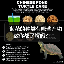 菊花的种类有哪些？功效你都了解吗？（图3）