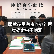 西兰花里有虫咋办？两步搞定虫子问题（图3）