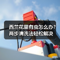 西兰花里有虫怎么办？两步清洗法轻松解决（图4）