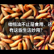 橄榄油不止是食用,还有这些生活妙用?(图4) 橄榄油不止是食用,还有这些生活妙用?(图4)