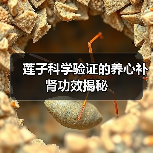 莲子科学验证的养心补肾功效揭秘(图2) 莲子科学验证的养心补肾功效揭秘(图2)