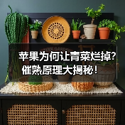 苹果为何让青菜烂掉?催熟原理大揭秘!(图2) 苹果为何让青菜烂掉?催熟原理大揭秘!(图2)