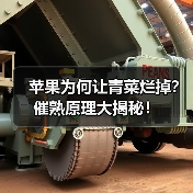 苹果为何让青菜烂掉?催熟原理大揭秘!(图4) 苹果为何让青菜烂掉?催熟原理大揭秘!(图4)