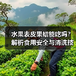 水果表皮果蜡能吃吗?解析食用安全与清洗技巧(图4) 水果表皮果蜡能吃吗?解析食用安全与清洗技巧(图4)