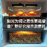 阳光为何让男性更易增重?新研究揭示激素机制(图4) 阳光为何让男性更易增重?新研究揭示激素机制(图4)
