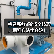 挑选新鲜虾的5个技巧,保鲜方法全在这!(图1) 挑选新鲜虾的5个技巧,保鲜方法全在这!(图1)