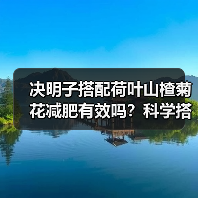 决明子搭配荷叶山楂菊花减肥有效吗?科学搭配方法解析(图4) 决明子搭配荷叶山楂菊花减肥有效吗?科学搭配方法解析(图4)